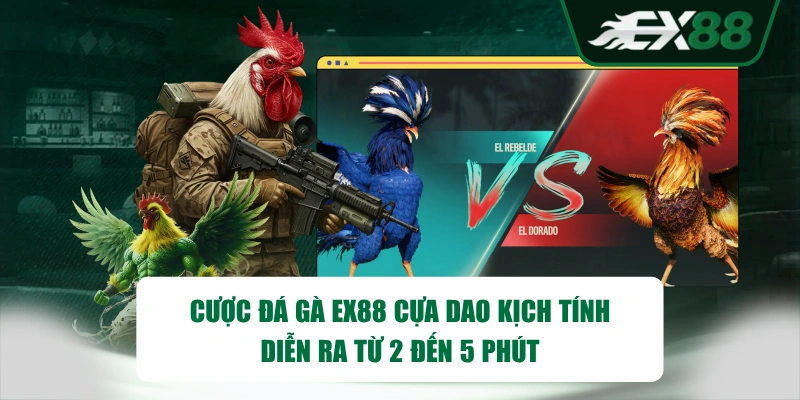 Cược đá gà EX88 cựa dao kịch tinh diễn ra từ 2 đến 5 phút
